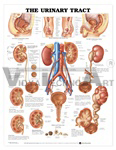 The Urinary Tract Anatomical Chart